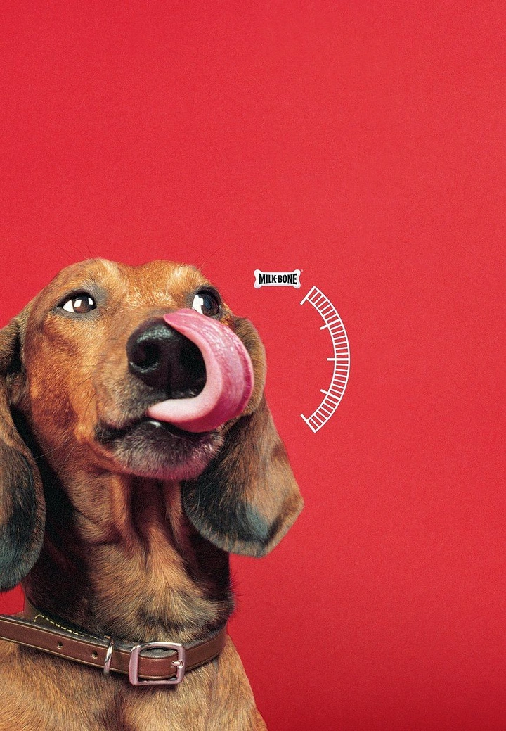 Creative ad: Dachshund licking its nose beside a meter gauge