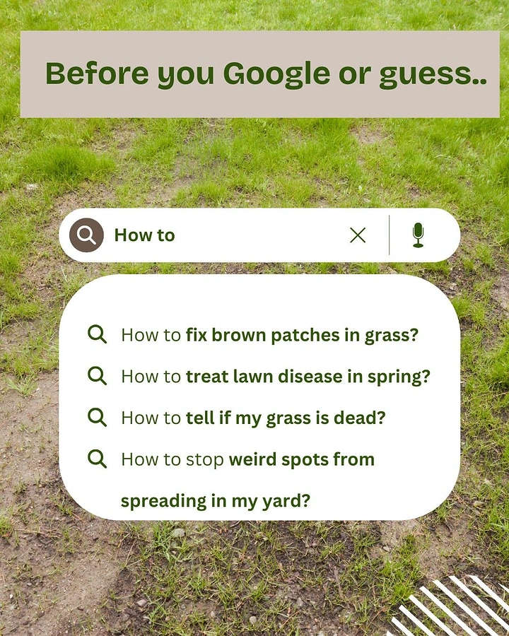 Landscaping & Gardening creative ad: Search-bar autocomplete lawn problems idea