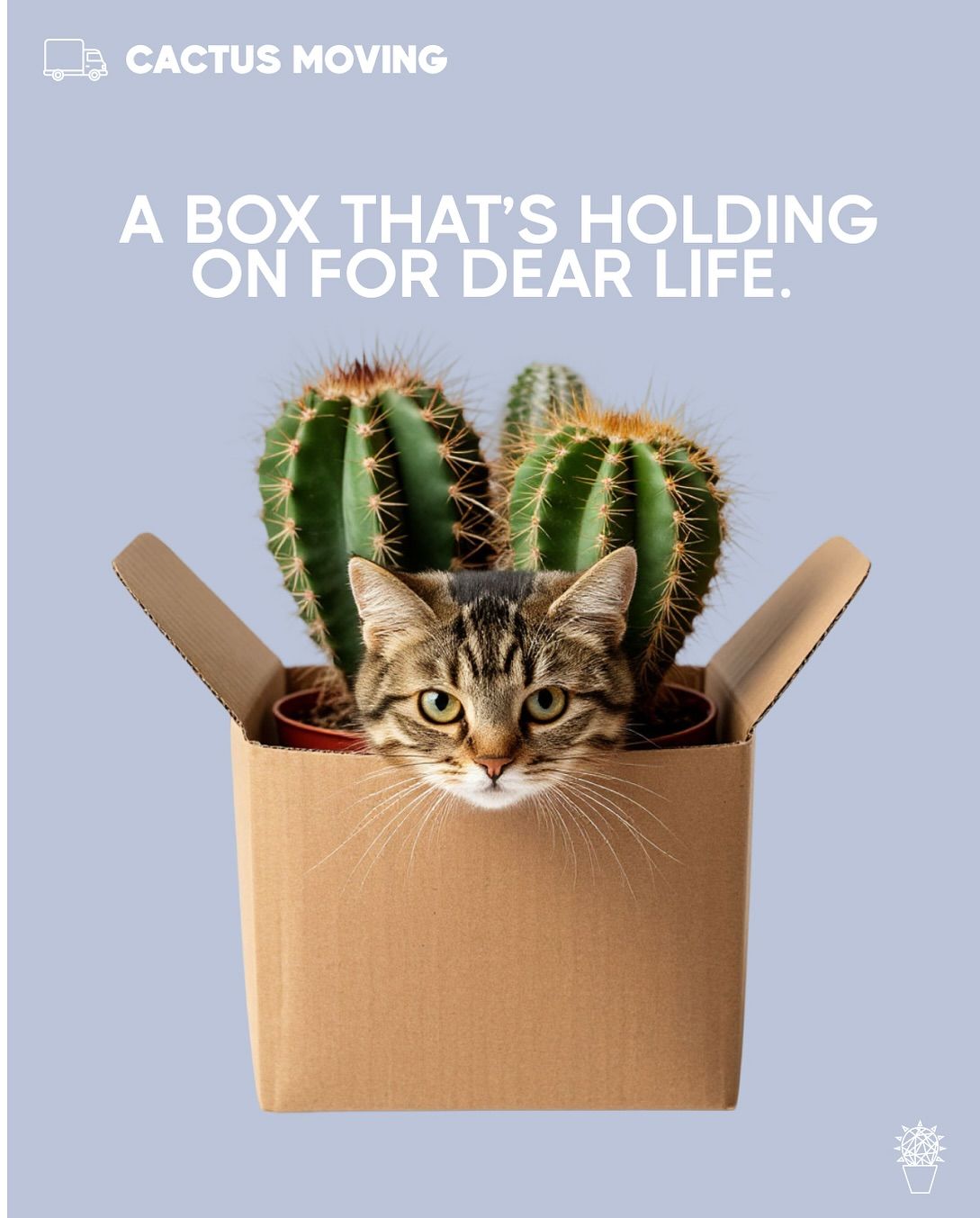 Instagram post: Cat and cactus box, witty fragile pun