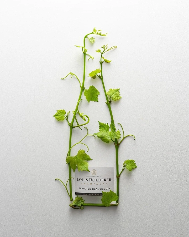Creative ad: Fresh grapevines shaped into a champagne bottle outline with the label