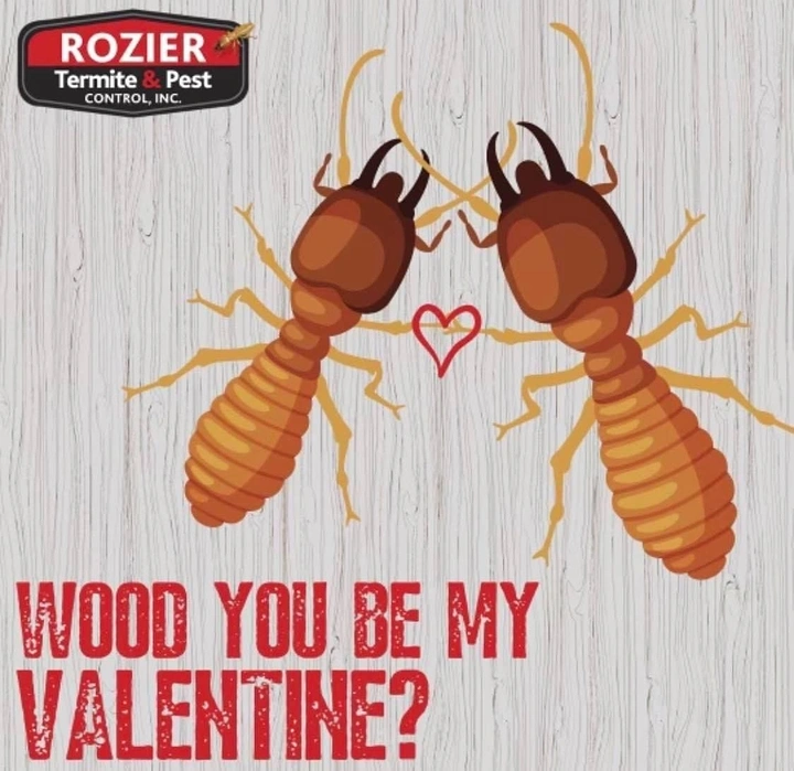 Pest Control creative ad: 'Wood you be my Valentine' termite pun