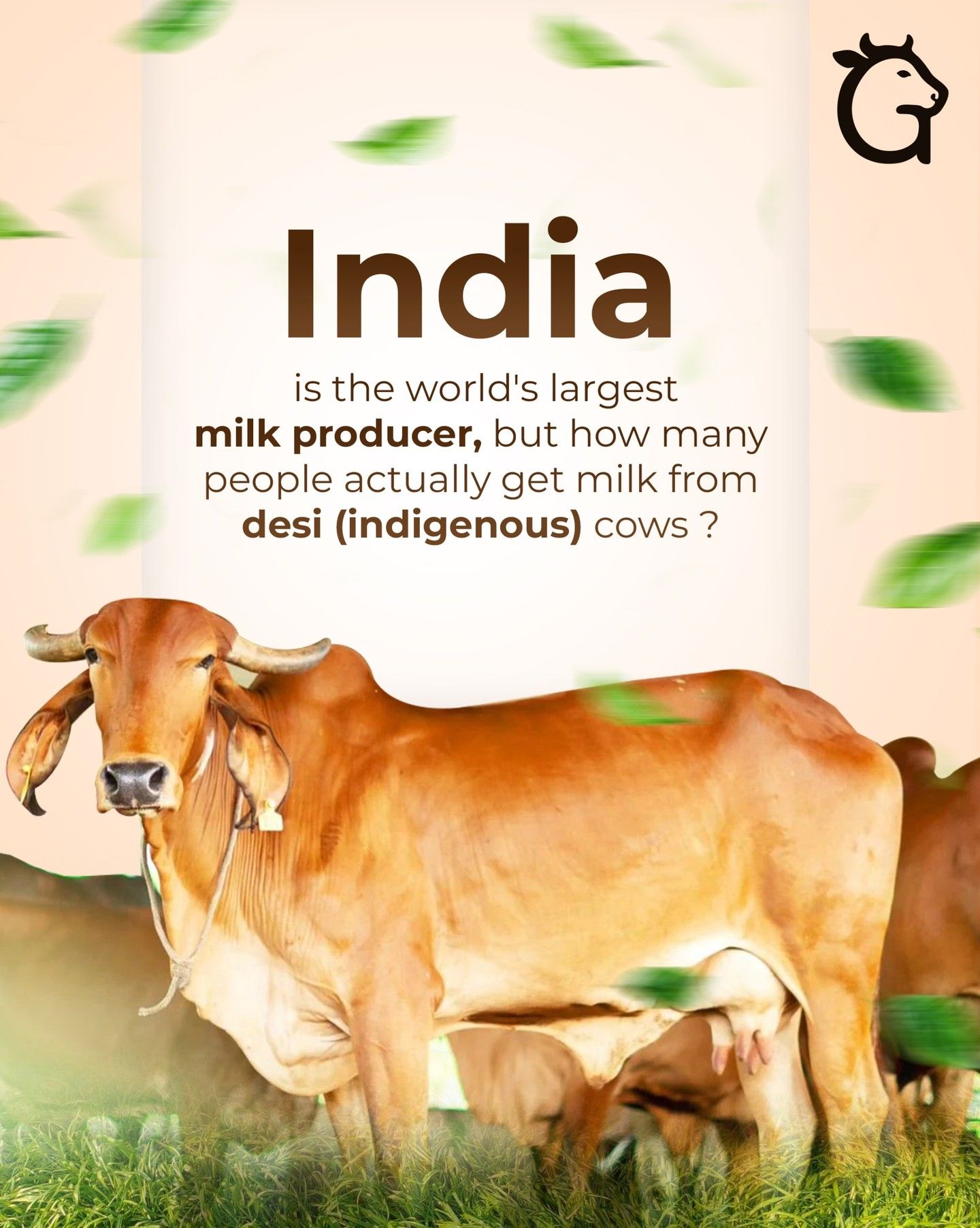 Instagram post: Provocative desi cow question hook