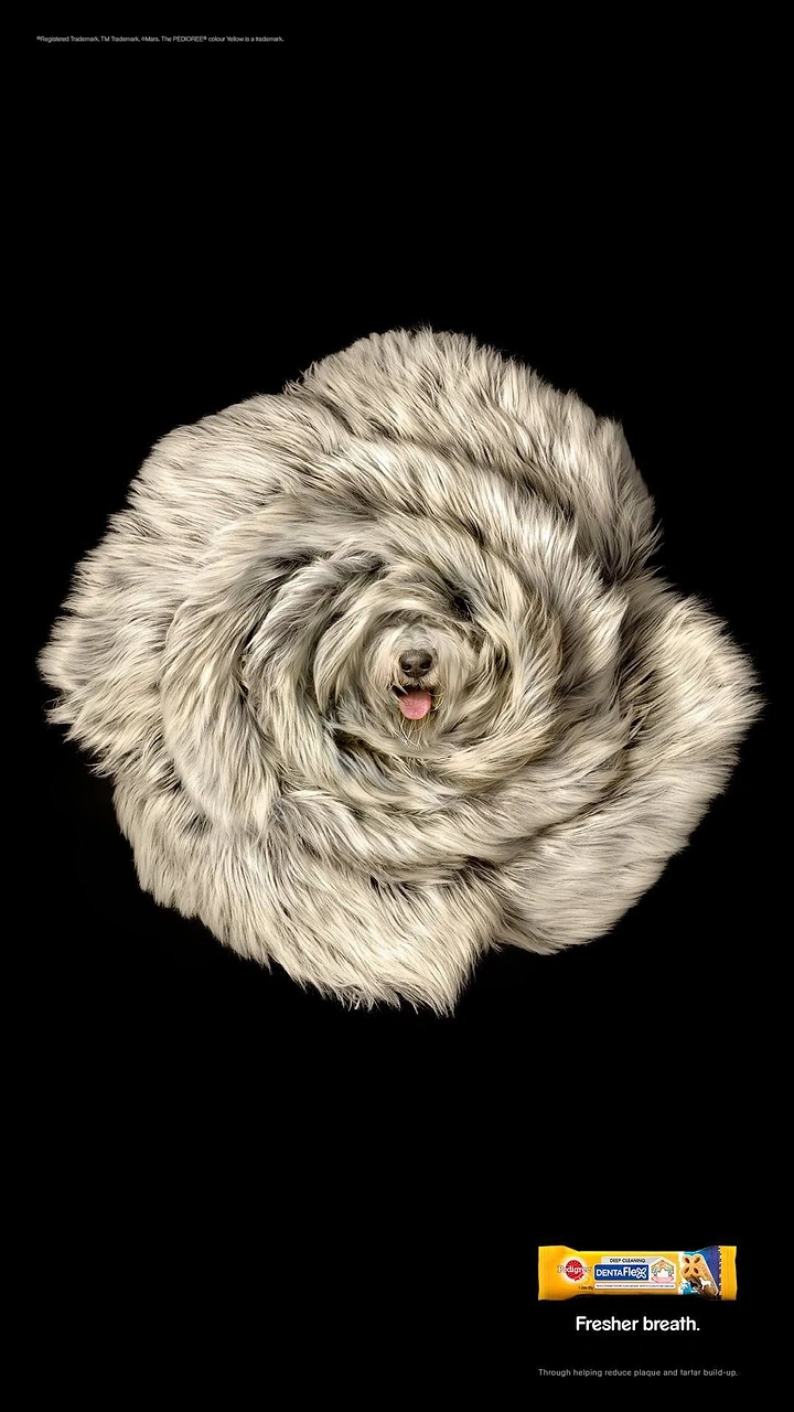 Pets creative ad: Shaggy grey dog's fur sculpted into a rose, face at the centre