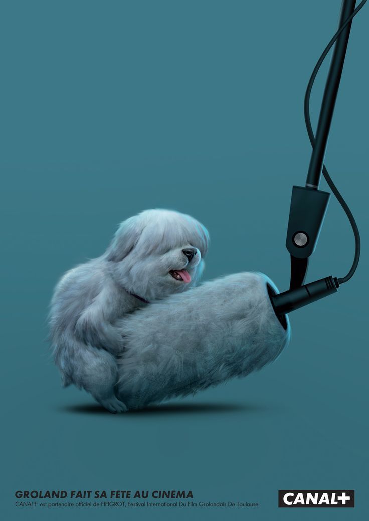 Story: Dog as boom-mic windscreen, Canal+ cinema