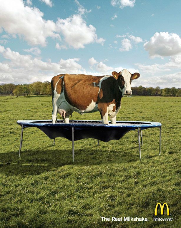 Poster: Dairy cow standing on a trampoline in a field