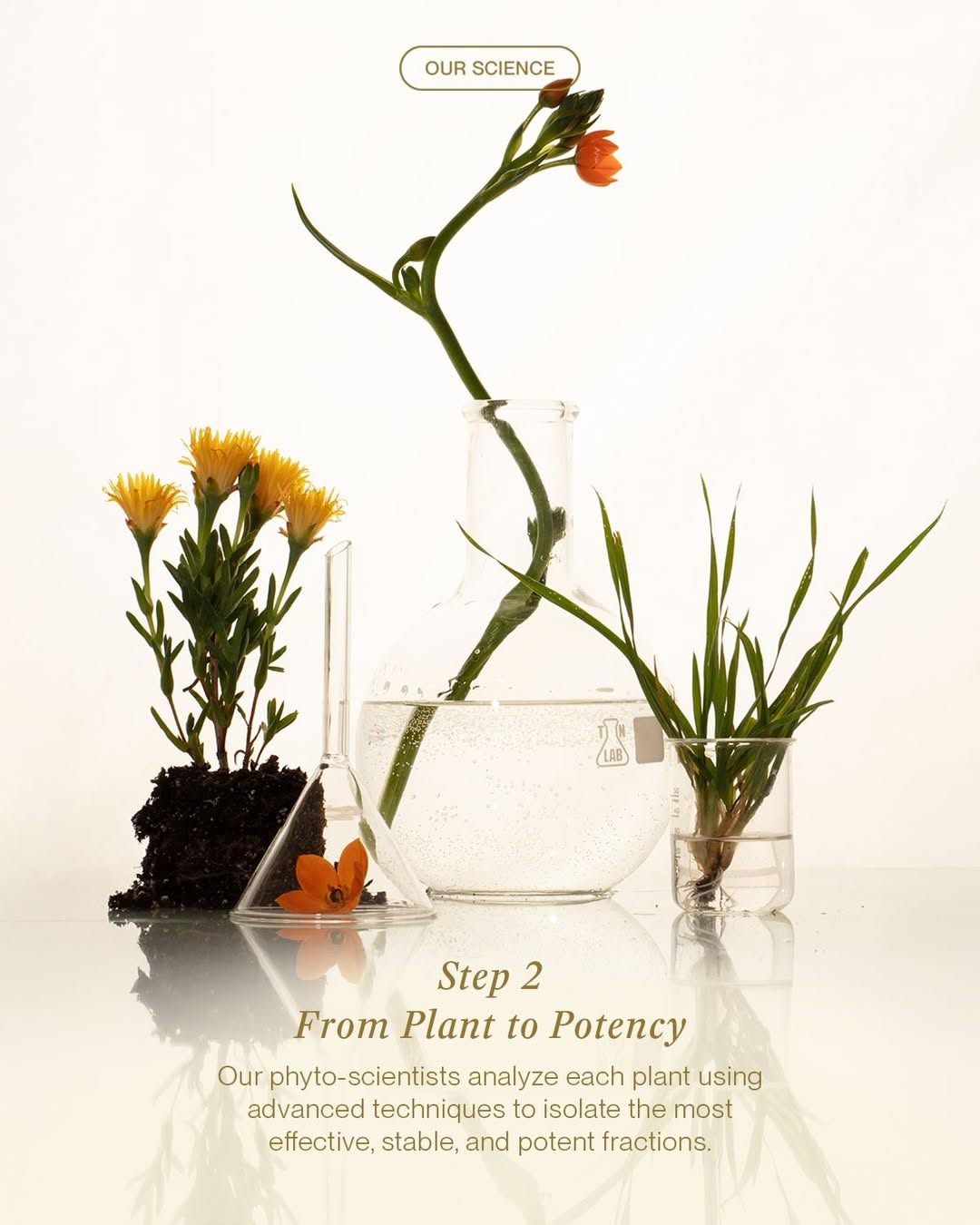 Carousel: Flat-lay of raw herbs in terracotta bowls and glass petri dishes, slide 3