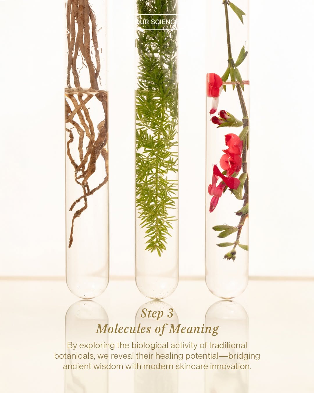 Carousel: Flat-lay of raw herbs in terracotta bowls and glass petri dishes, slide 4