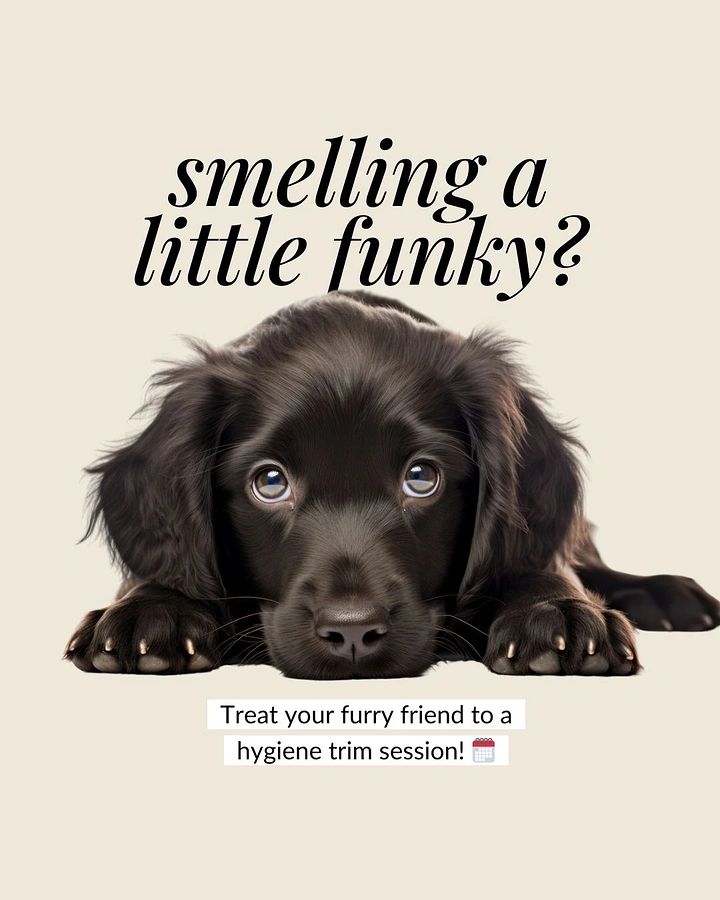 Pet Grooming creative ad: Witty 'smelling a little funky' puppy hook