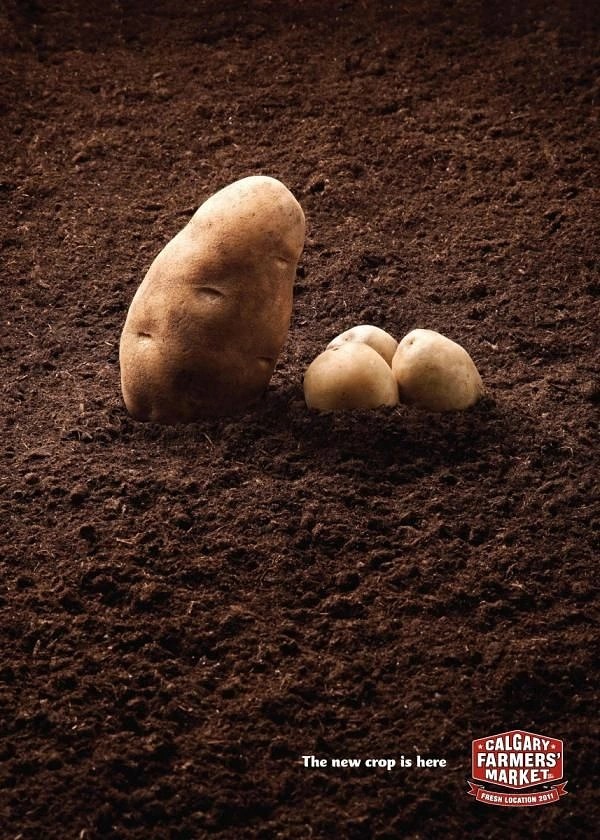 Agriculture, Seeds & Fertilizers creative ad: Large potato beside three small new potatoes in soil