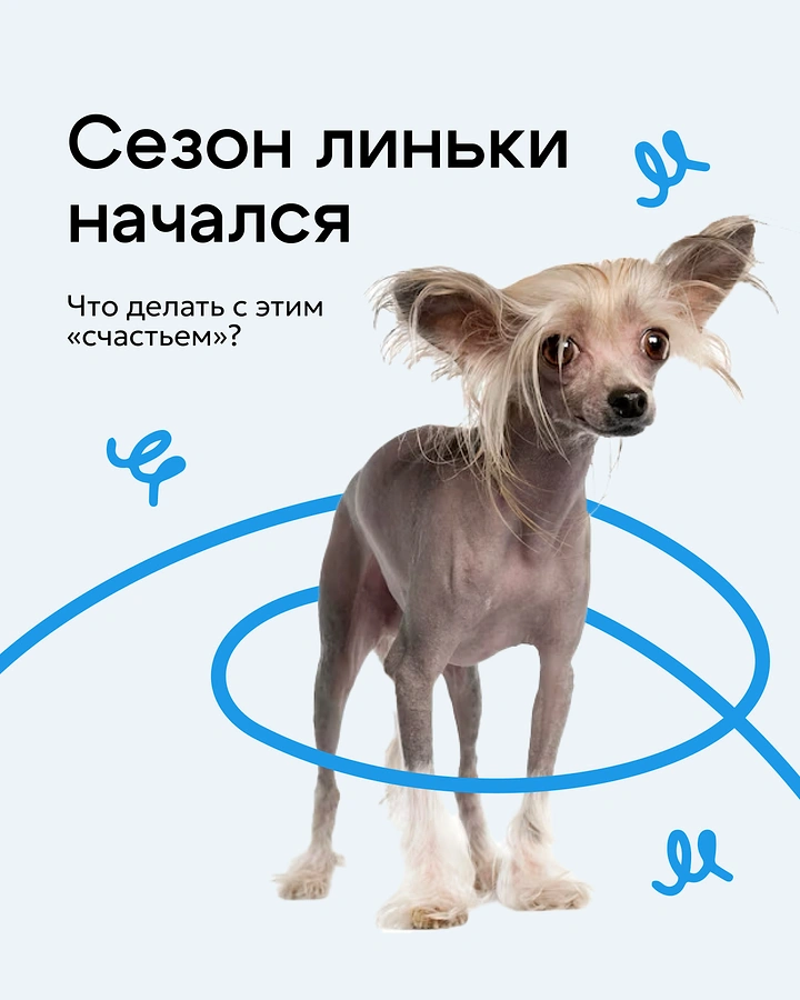 Pet Grooming creative ad: Shedding season joke with hairless dog