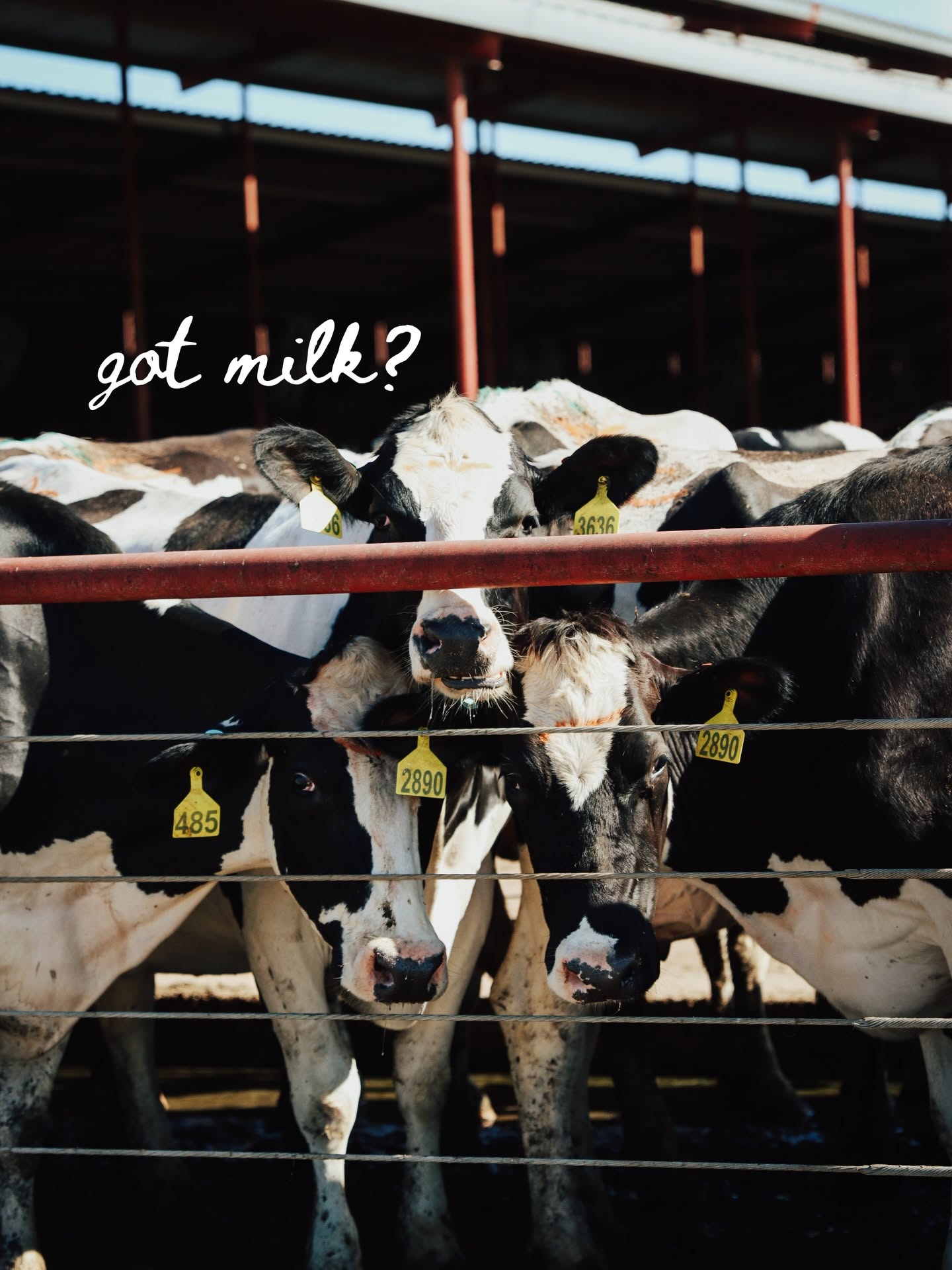 Instagram post: Guest check receipt as milk poster, slide 11