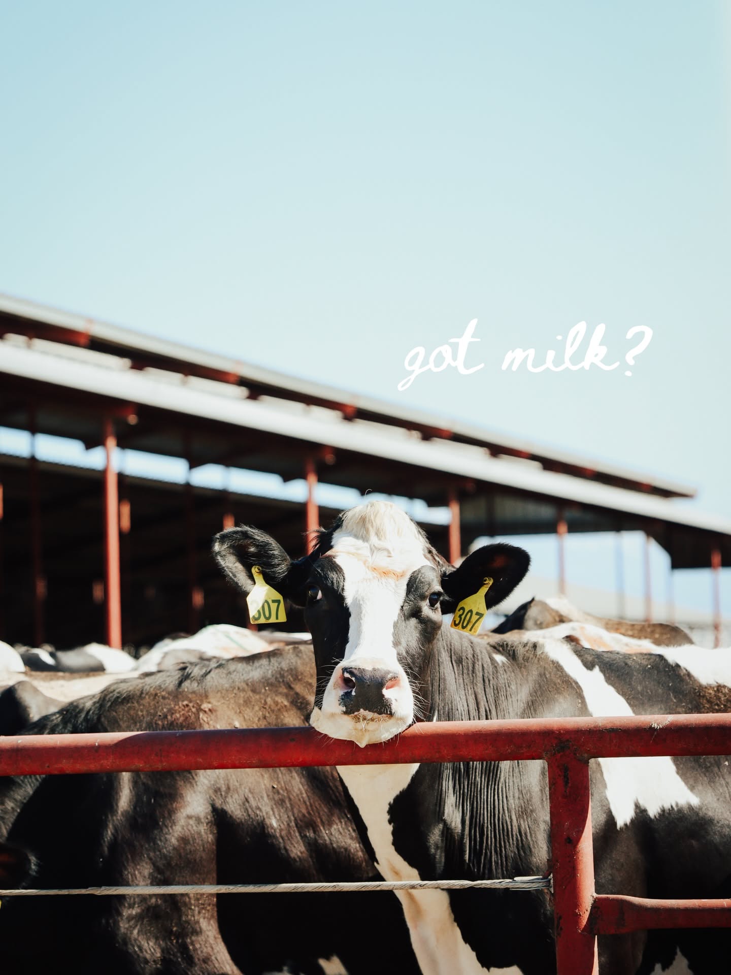 Instagram post: Guest check receipt as milk poster, slide 16