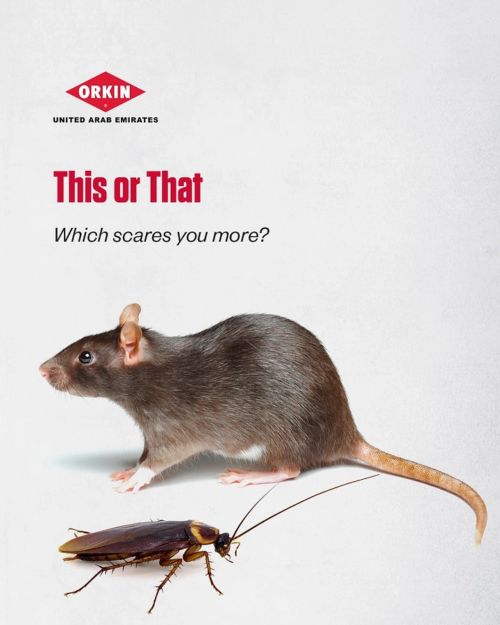 Pest Control creative ad: Orkin 'This or That' rat vs roach poll