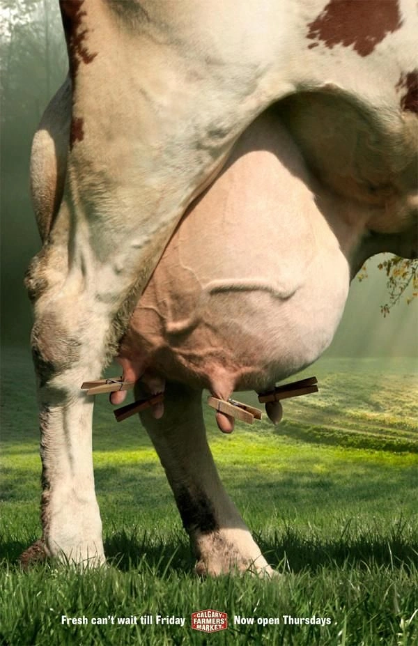 Dairy Brands creative ad: Udder close-up, 'fresh can't wait'