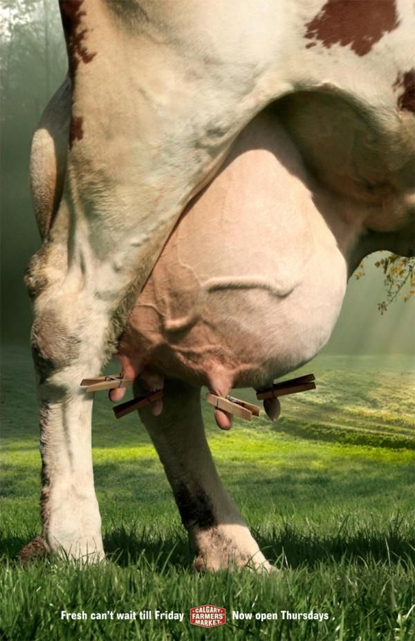 Story: Udder close-up, 'fresh can't wait'