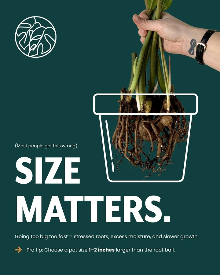 Plant Shops & Nurseries creative ad: Hand holding a bare-rooted plant dropped into a white line-drawn pot