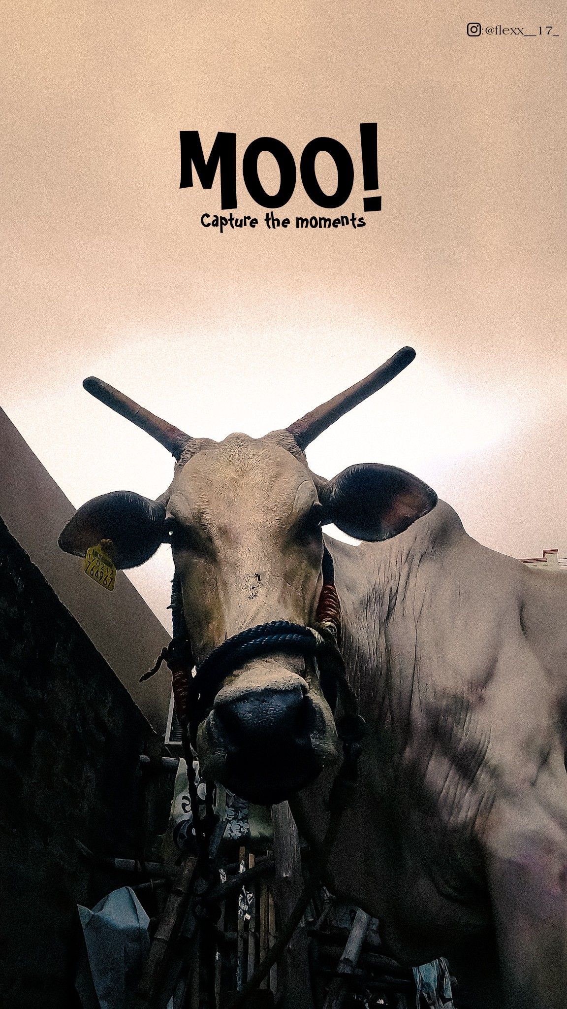 Story: Bold 'MOO!' headline over cow photo