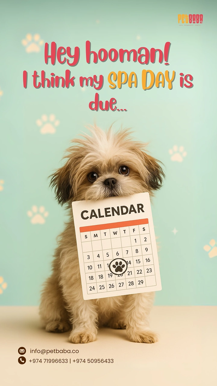Pet Grooming creative ad: Dog holds calendar: spa day is due