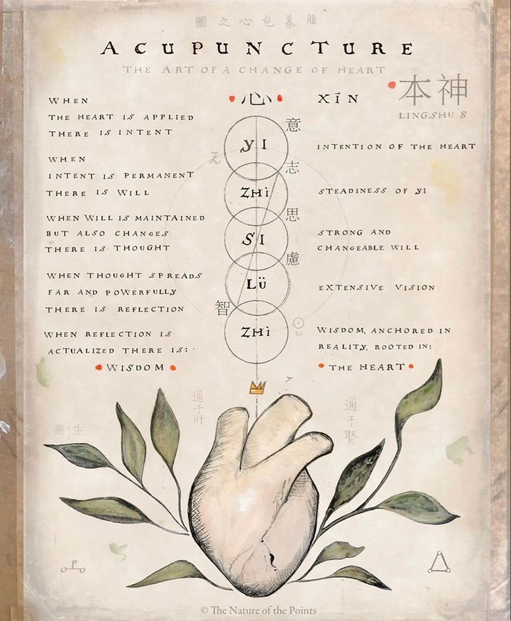 Acupuncture & Cupping Clinics creative ad: Anatomical heart meets meridian illustration