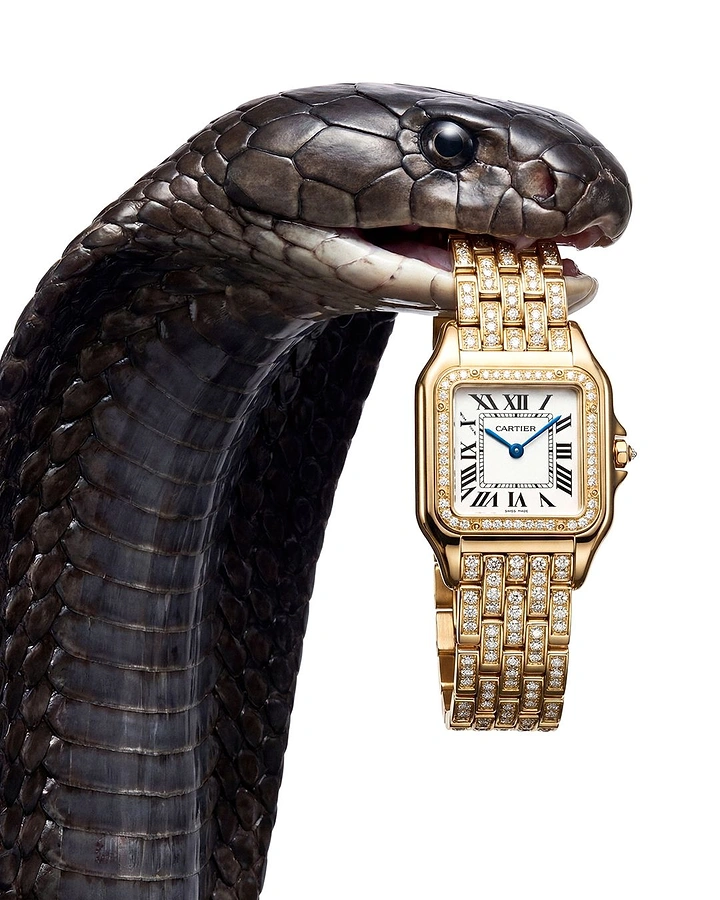 Jewellery creative ad: Black cobra holding a diamond-paved gold watch in its mouth