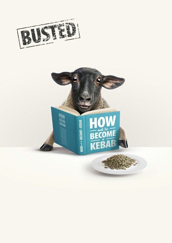 Story: Sheep reading kebab transformation joke