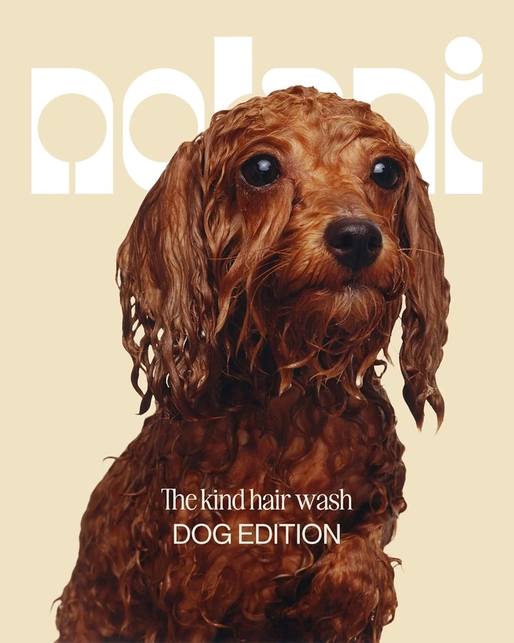 Pet Grooming creative ad: Wet dog as 'kind hair wash' editorial