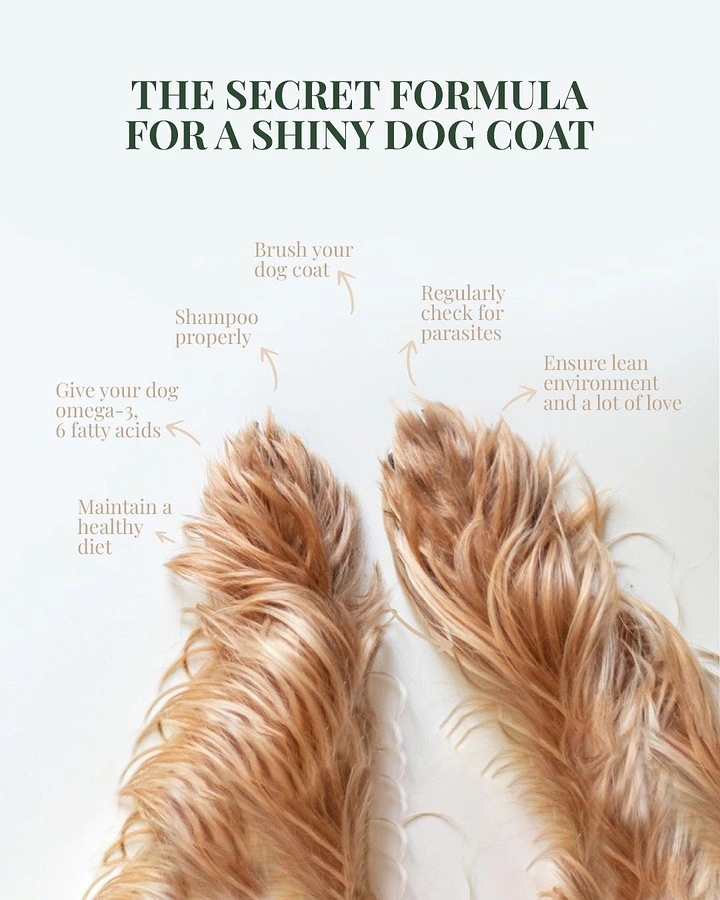 Pet Grooming creative ad: Fur paws as annotated formula diagram