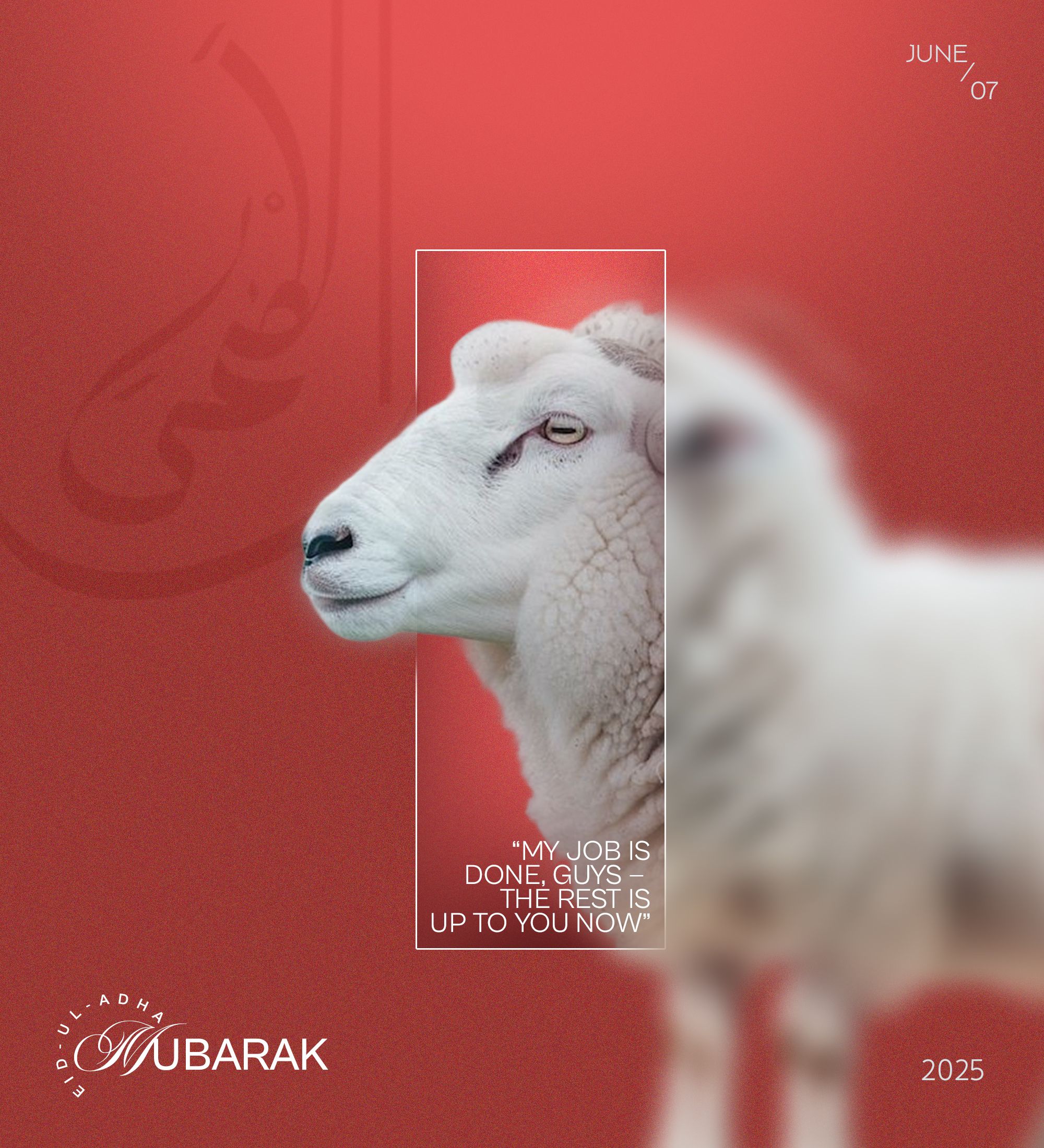 White sheep in profile, sharp inside a framed panel and blurred outside it