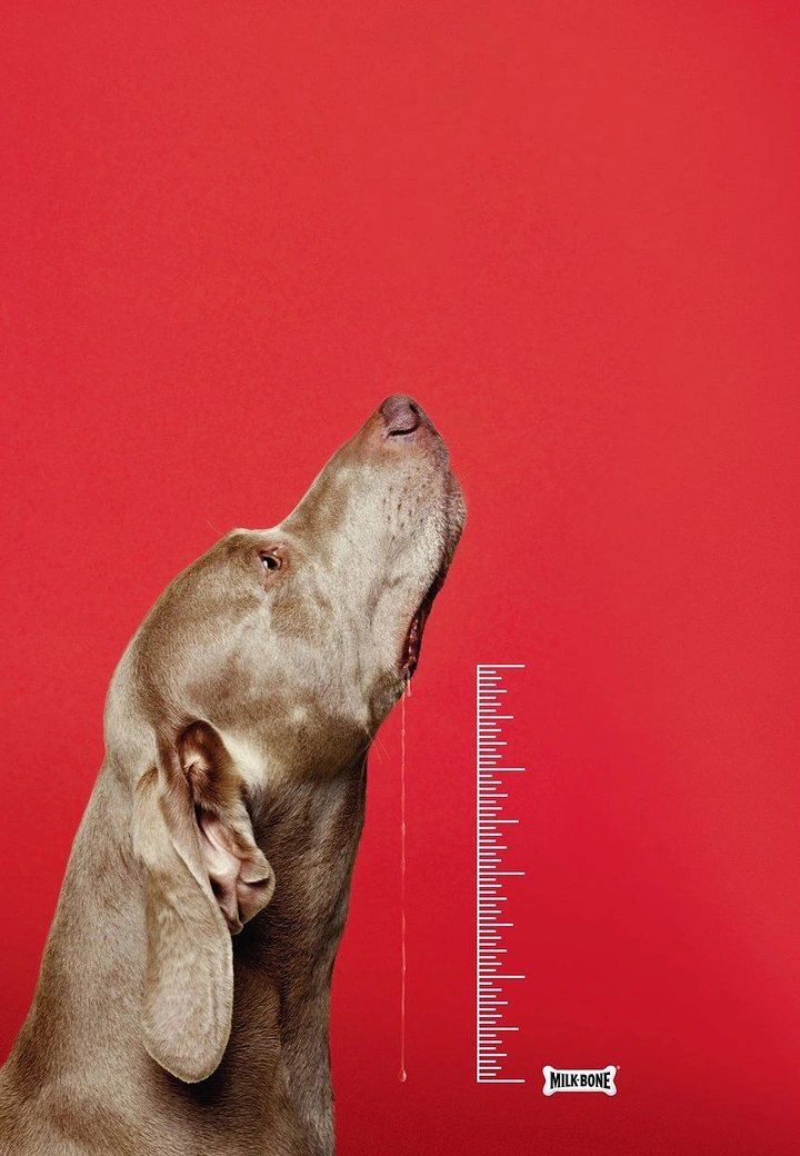 Creative ad: Weimaraner drooling beside a measuring scale