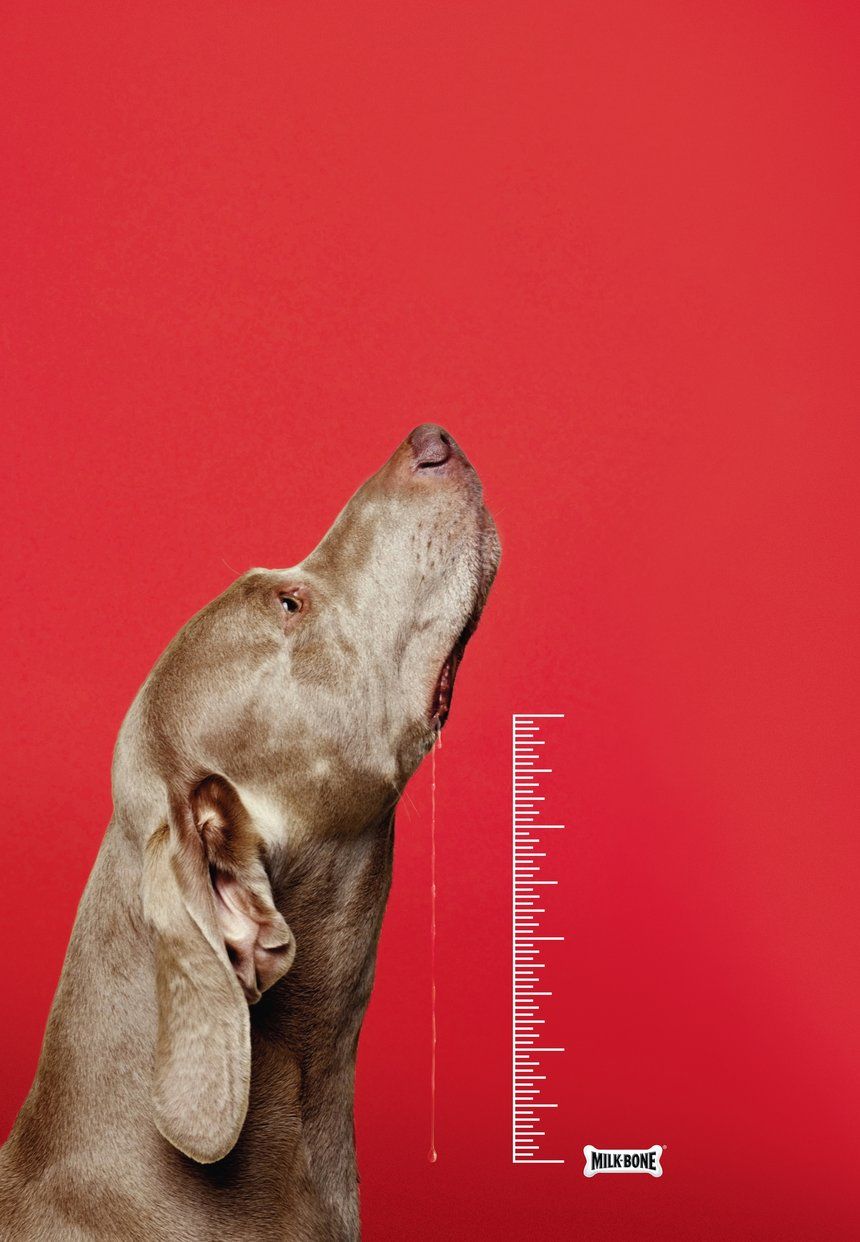Poster: Weimaraner drooling beside a measuring scale