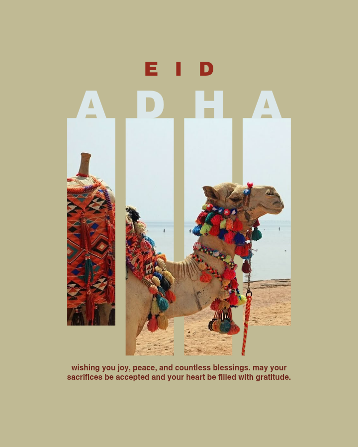 Decorated camel with colourful tassels on a beach