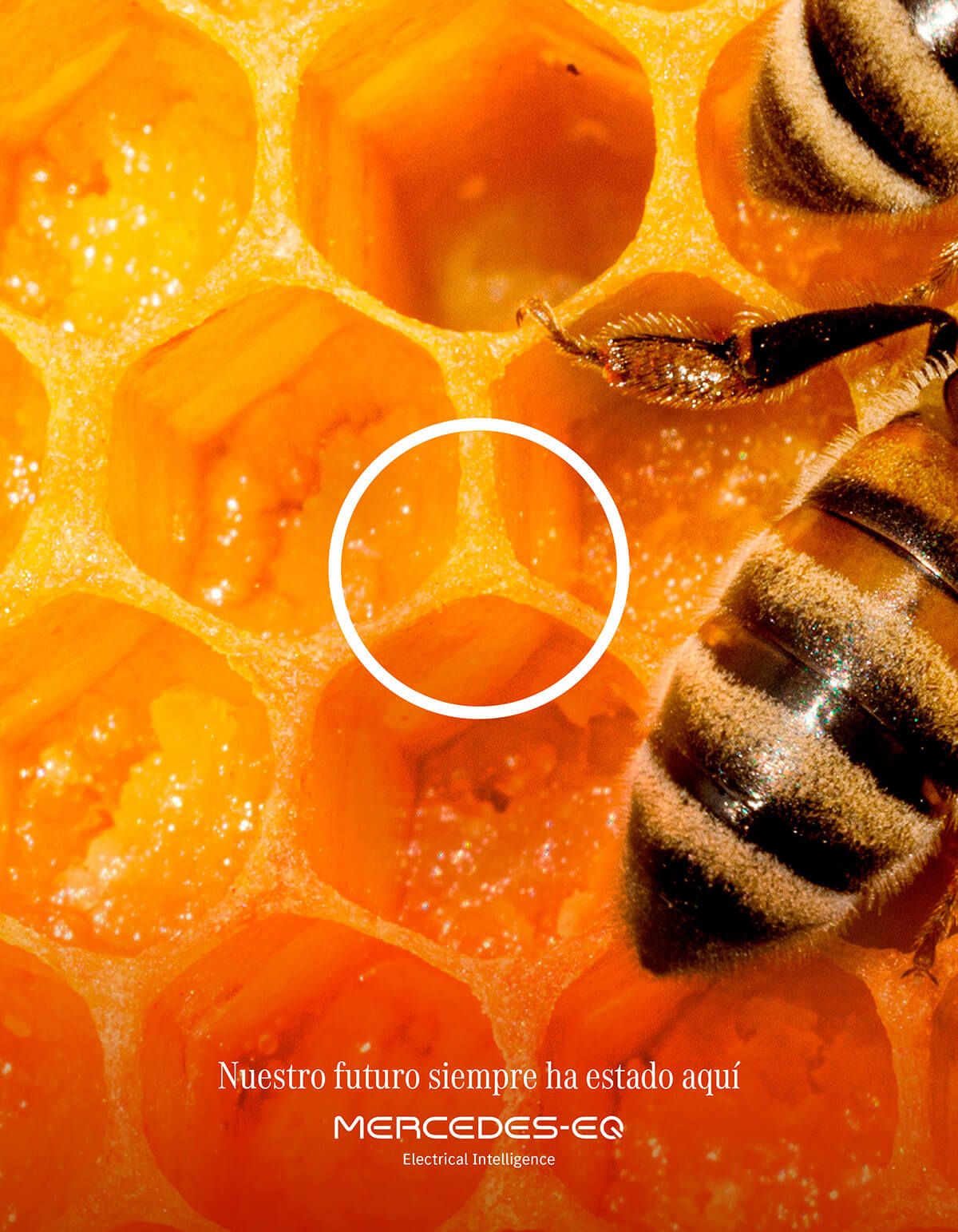 Carousel: Macro honeycomb with a honeybee and a white ring overlay, slide 1