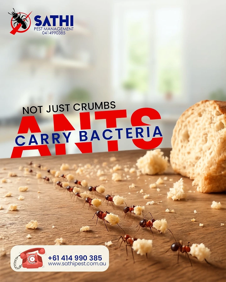 Pest Control creative ad: Ant trail carrying crumbs, bacteria hook