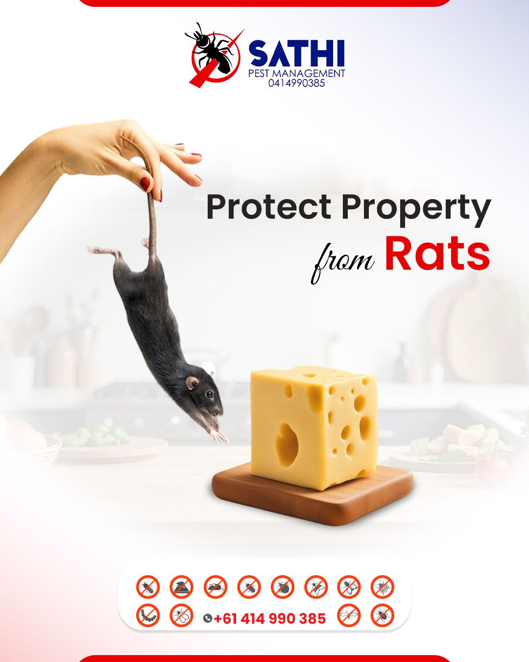 Instagram post: Rat lifted away from cheese, clean minimal