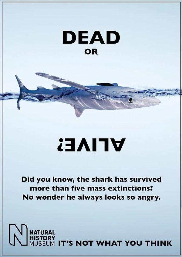 Museums & Art Galleries creative ad: A shark swimming horizontally through clear water
