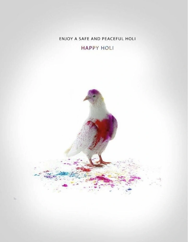 Holi creative ad: White pigeon dusted with red and purple colour