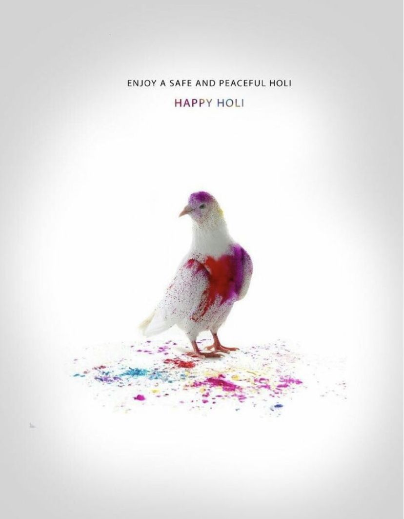 White pigeon dusted with red and purple colour