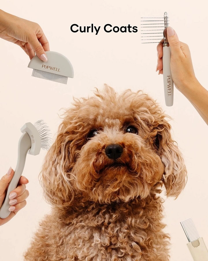 Pet Grooming creative ad: Tools surrounding curly poodle, clean product focus