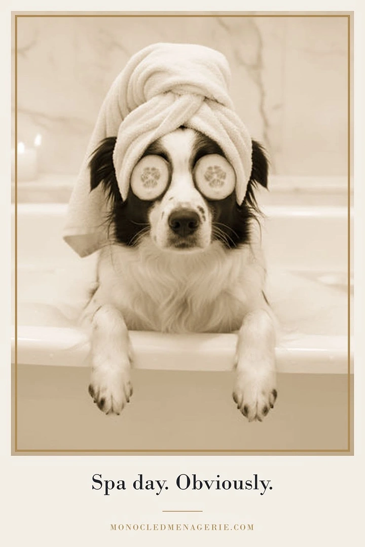 Pet Grooming creative ad: Dog in cucumber spa mask, witty copy
