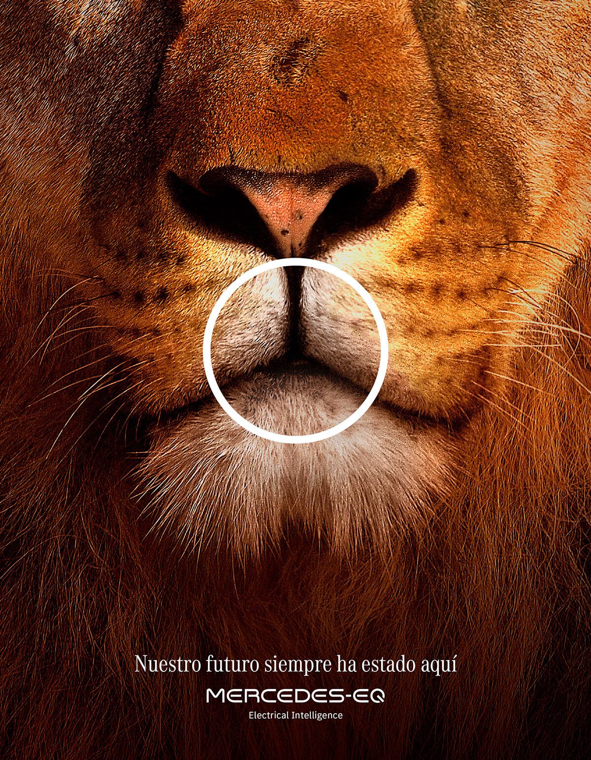 Carousel: Extreme close-up of lion muzzle framed by white circle, slide 1