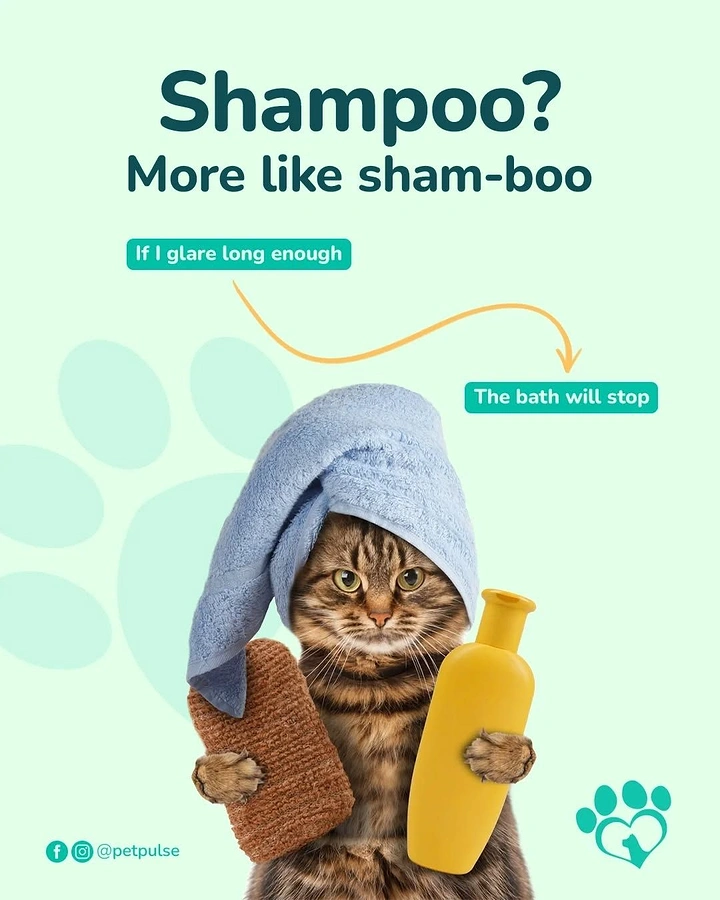 Pet Grooming creative ad: 'Sham-boo' pun with grumpy towel cat