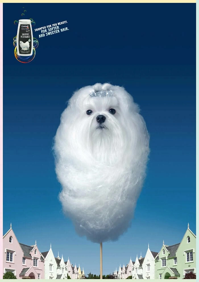 Pet Grooming creative ad: Fluffy white Maltese dog shaped into cotton candy on a stick