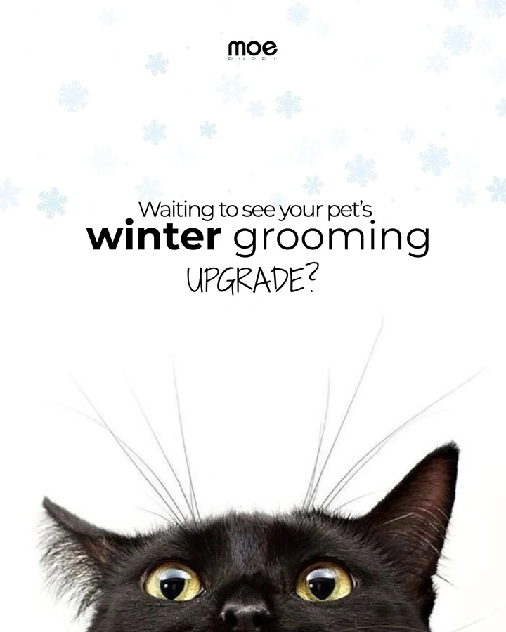 Pet Grooming creative ad: Peeking cat whiskers, winter grooming tease