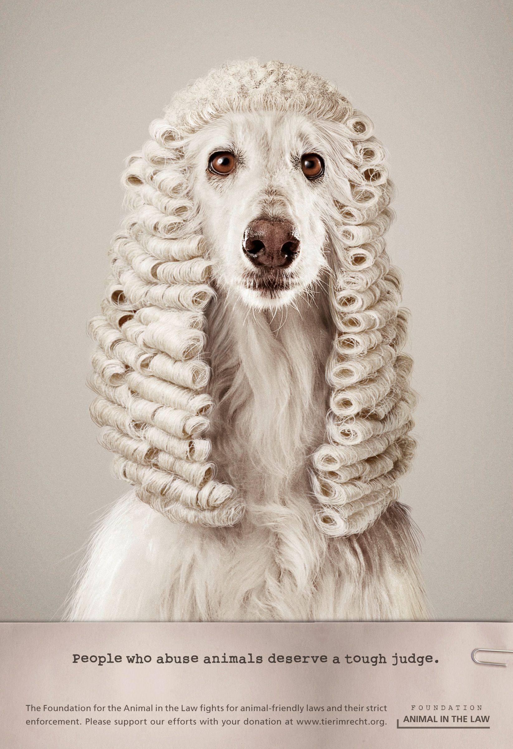 Poster: White dog wearing a curled barrister's wig