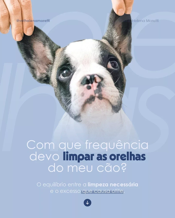 Veterinary Clinics creative ad: French bulldog puppy with both ears held up by fingers