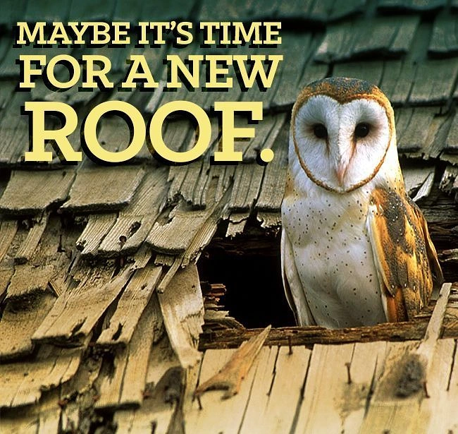 Roofing creative ad: Owl nesting in rotten roof, witty copy