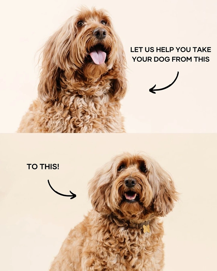 Pet Grooming creative ad: Witty reversed before/after, messy dog is 'after'