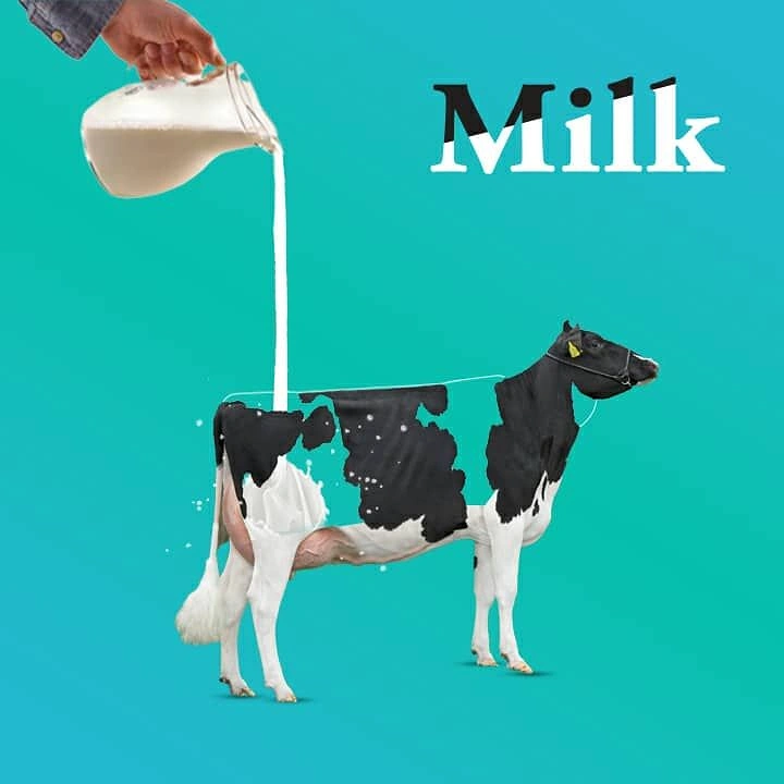 Dairy Brands creative ad: Poured milk paints the cow's body
