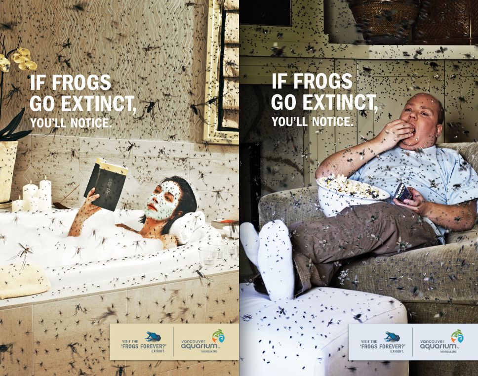 Banner: Frog extinction means mosquito plague, slide 1