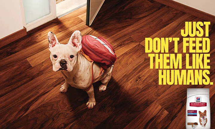 Creative ad: French bulldog wearing a red school backpack on a wooden floor